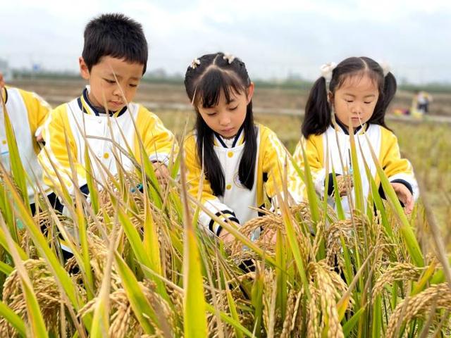 趣探乡野，找“稻”快乐！杭州新湾二幼把教室搬到农田里