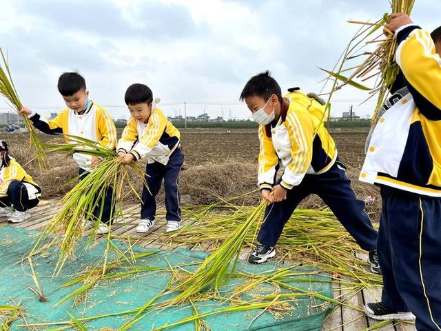 趣探乡野，找“稻”快乐！杭州新湾二幼把教室搬到农田里